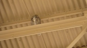 A resident owl keeps watch!