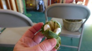 This immature boll was broken open to show the developing cotton.