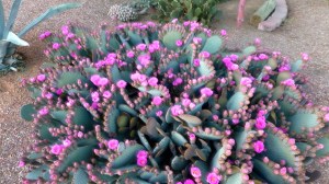 "The Amen of nature is always a flower."  Oliver Wendell Holmes