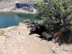 Elko wasn't impressed by the view.