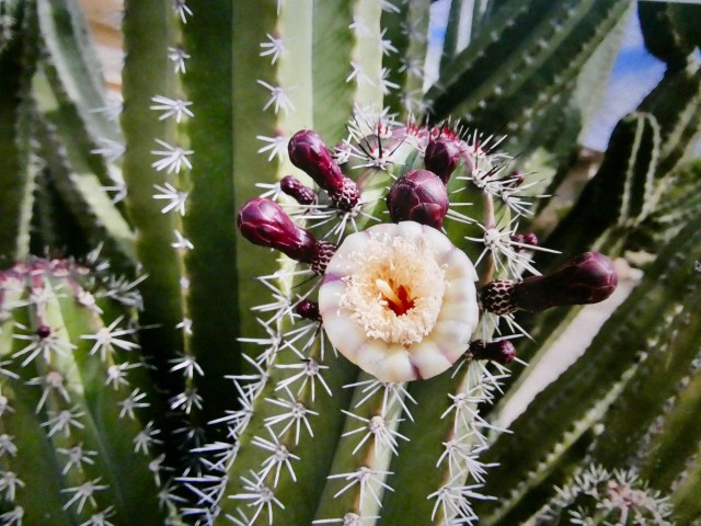 3022DCD8-6BAA-4D1C-8563-B2FFFA6D1122_1_201_a