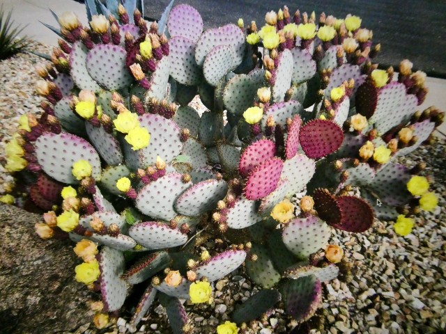 5D30C2DD-DA7F-42F8-AE0E-0359DF645FF1_1_201_a