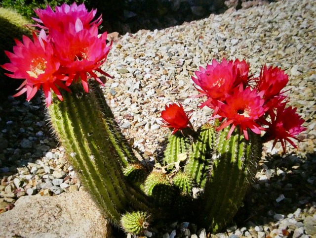 790A0BA4-4062-4A77-9303-99F45BDB39EA_1_201_a