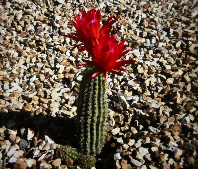 897C5EFF-A2D4-49EB-8FC6-2541DDF4F816_1_201_a