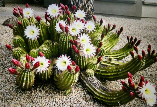 ADFA1E5B-35C5-4A2C-9DBF-A959283D1841_1_201_a