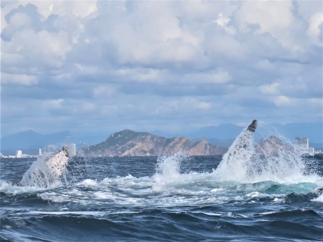 C9D6C600-5DC4-496B-A46E-A32257C51A4B