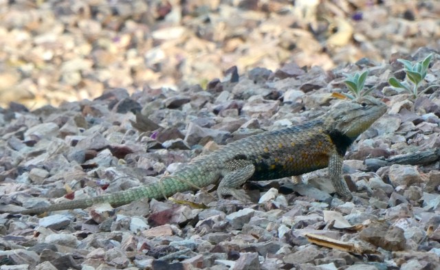 5BFF974D-50C0-42A9-A68E-7A9628BAF8A4_1_201_a