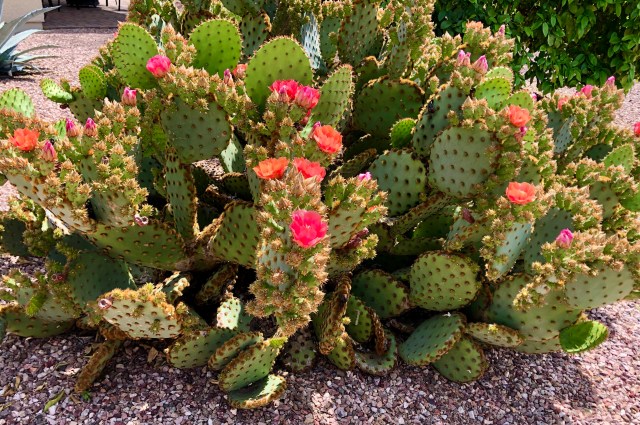 C1BA8FF7-5E7C-4F87-AA33-DA0F7E2D794F_1_201_a