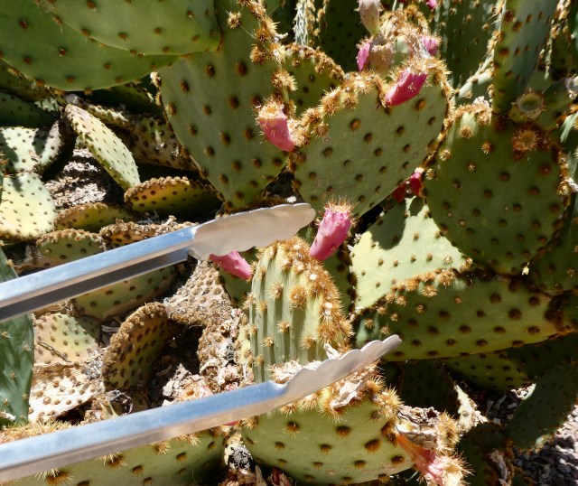 F6495789-12BE-406D-BC71-388A07690656_1_201_a