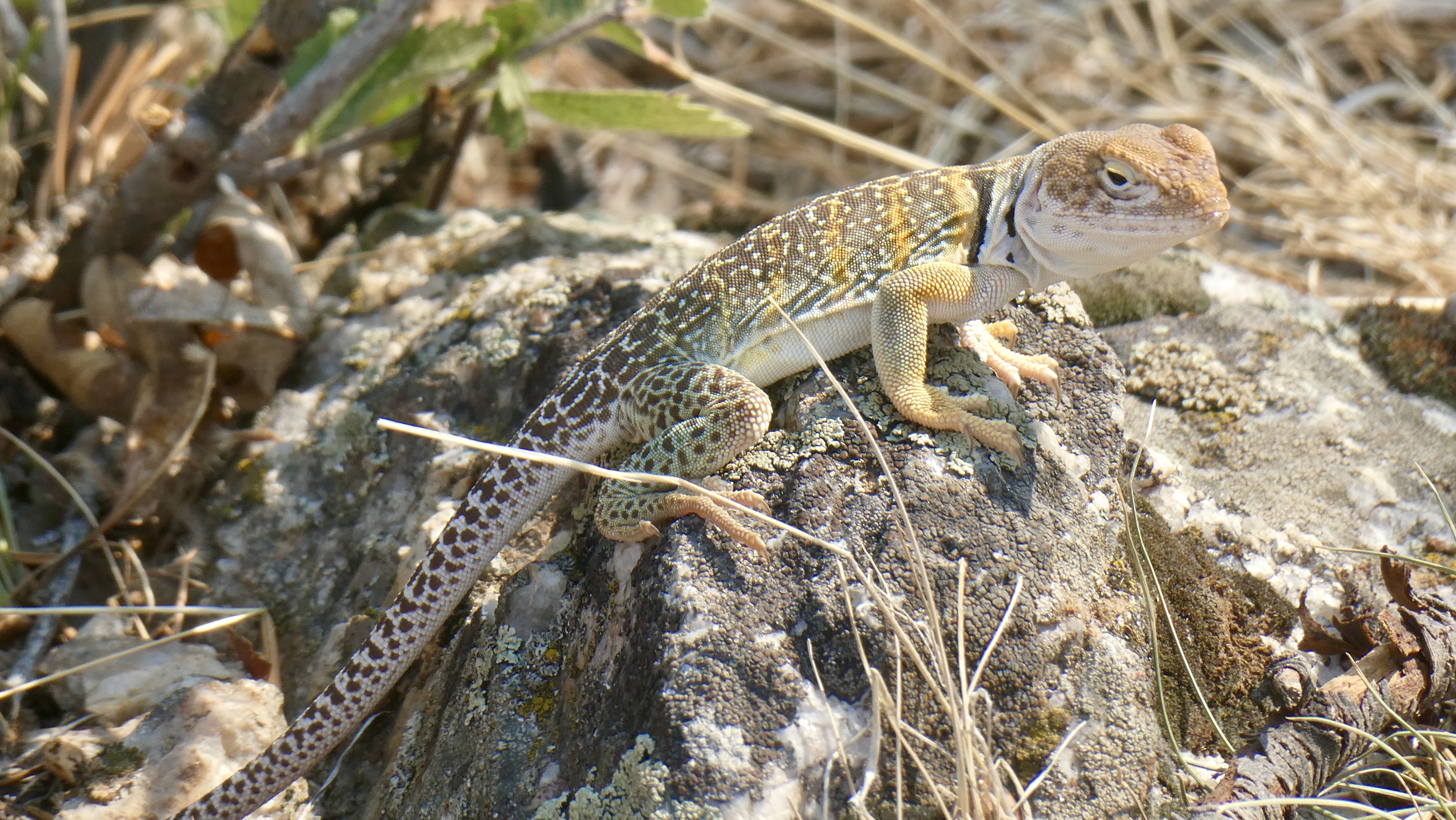 2ECBED3C-663B-4A2C-B5D7-25B9568F62E5_1_201_a